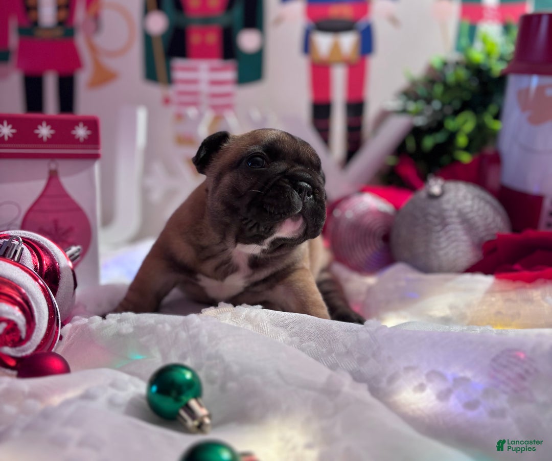 French Bulldog dogs for sale: French Bulldog Puppy 2 - Ad 5