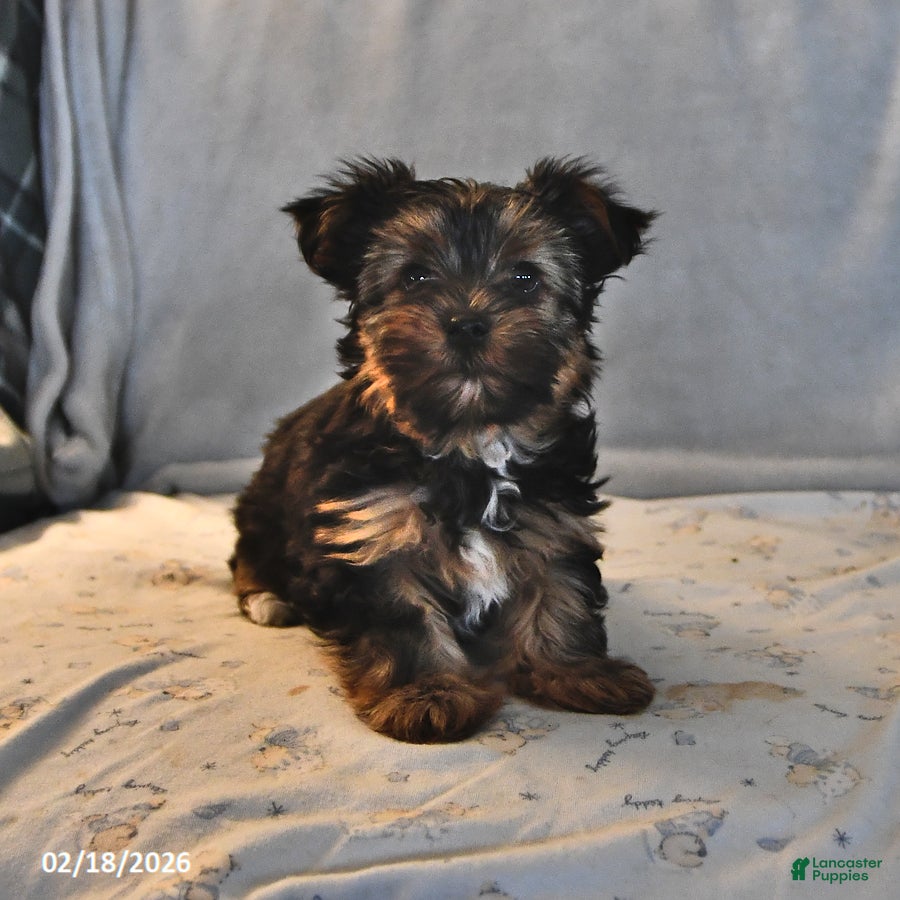 Yorkshire Terrier dogs Penny - Ad 1