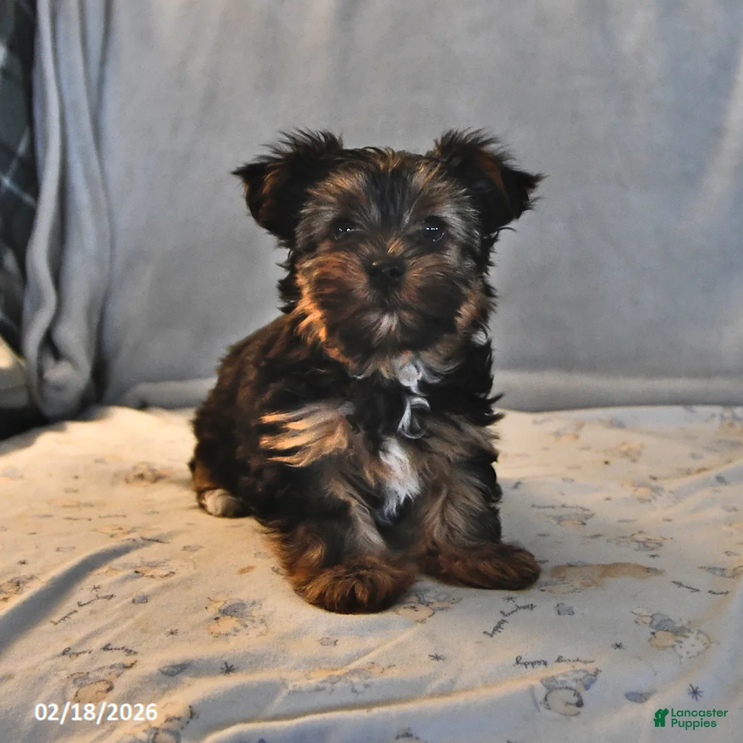 Yorkshire Terrier dogs for sale: Penny - Ad 1