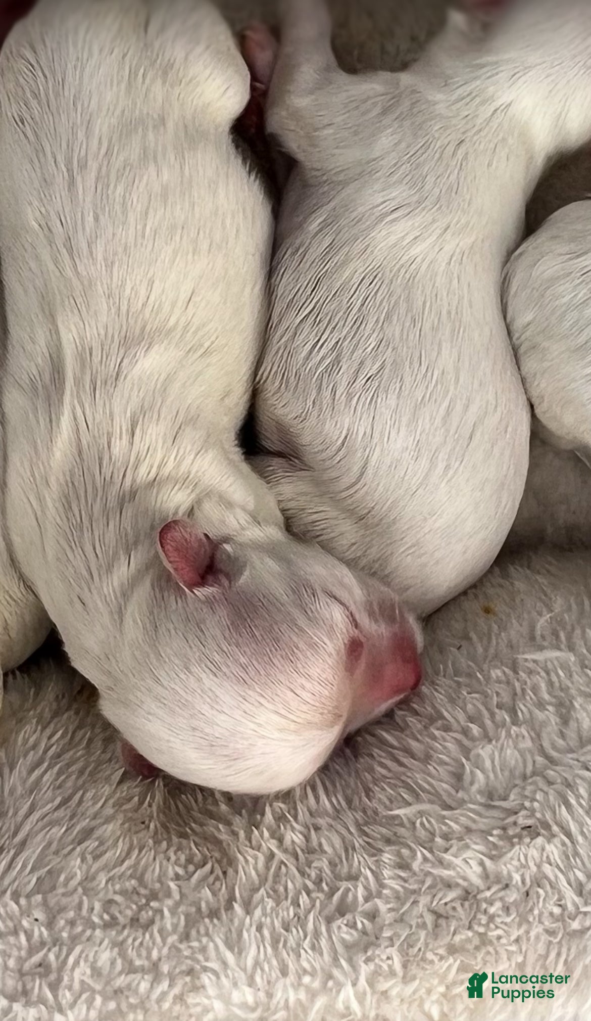 Maltese dogs Buddy - Ad 32