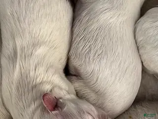 Maltese dogs Buddy - Ad 32