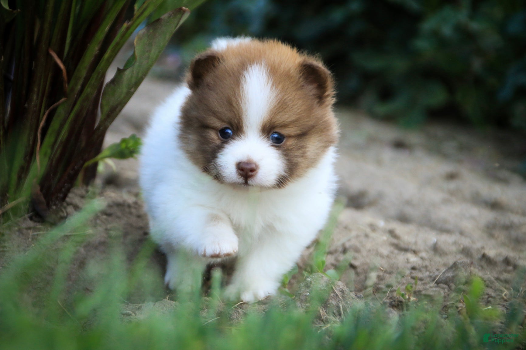 Pomeranian dogs Athena Pomeranian  - Ad 1