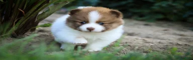 Athena Pomeranian 