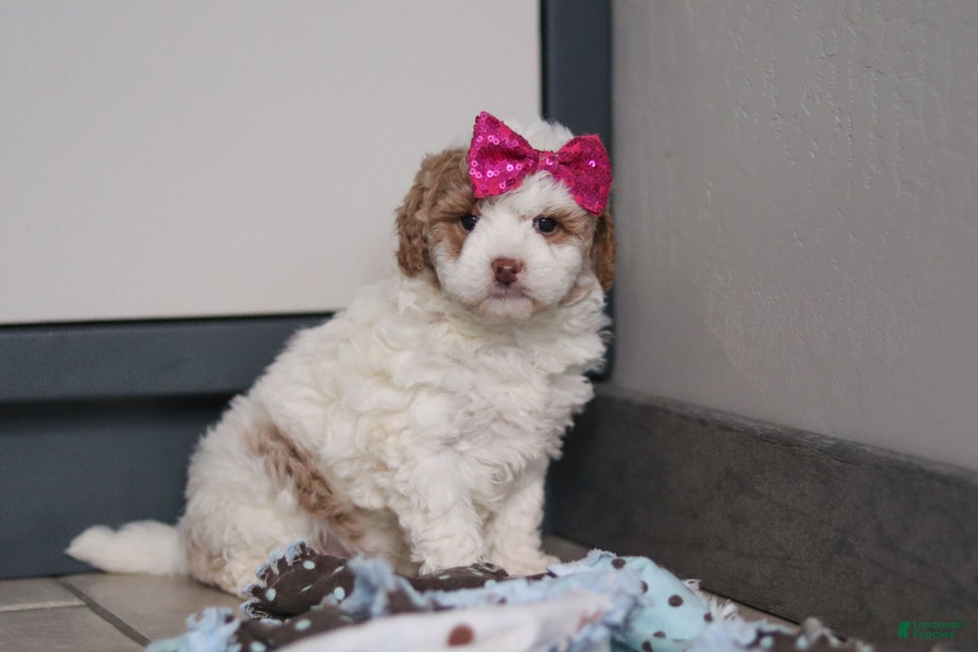 Mini Goldendoodle dogs for sale: Hallie - Ad 1