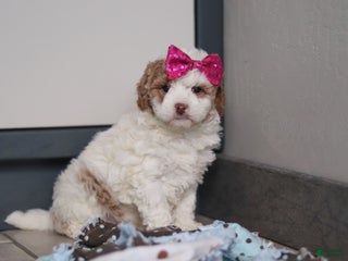 Mini Goldendoodle dogs Hallie - Ad 41