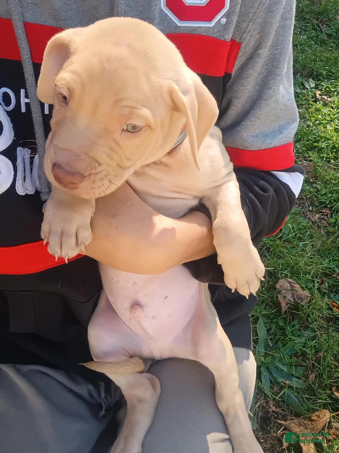 Mixed Breed dogs for sale: Rednose Male - Ad 2