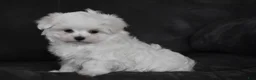 Maltese dogs for sale: Aiden - Ad 5