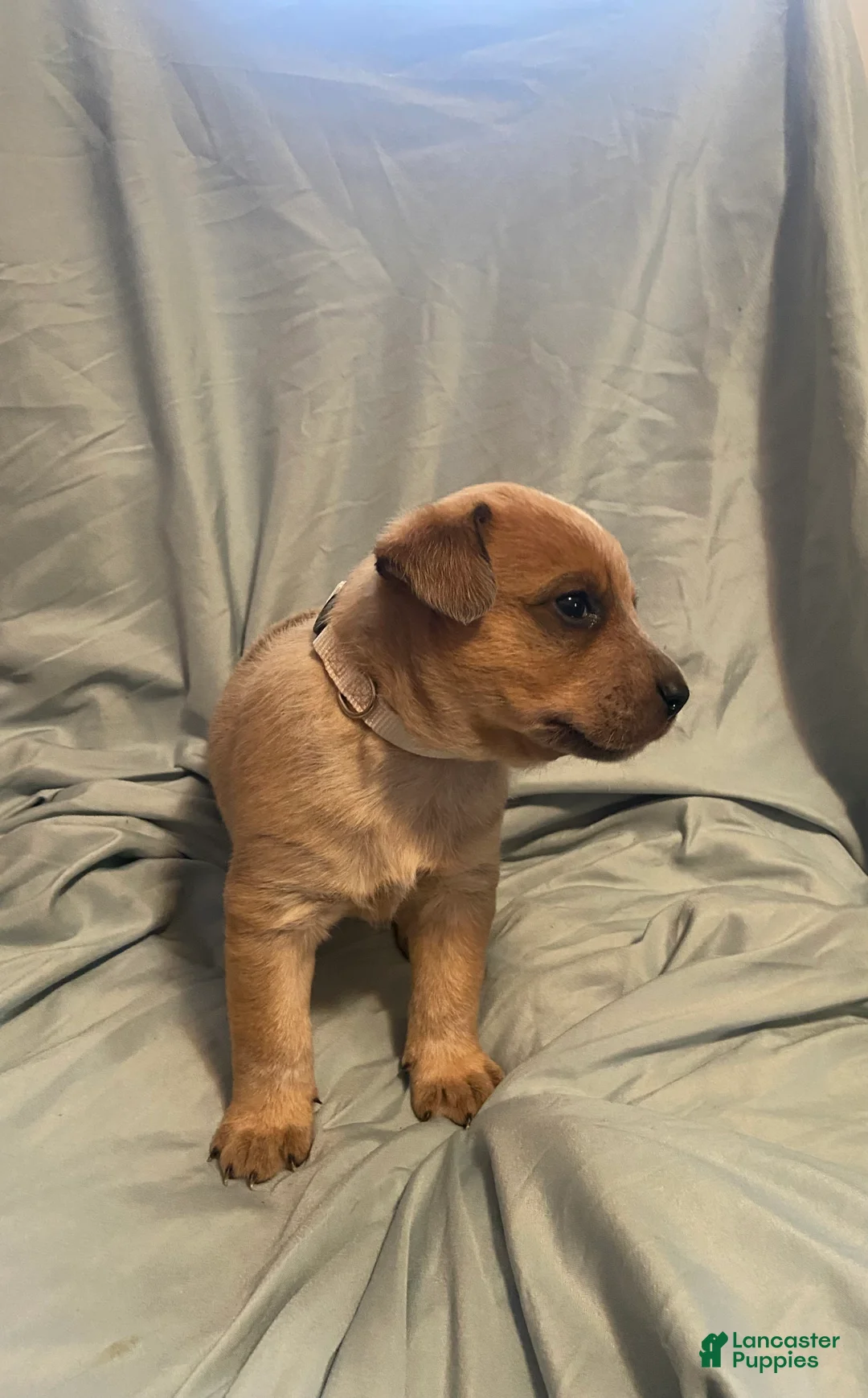 Australian Cattle Dog dogs for sale: Australian Cattle Dog Puppy 2 - Ad 2