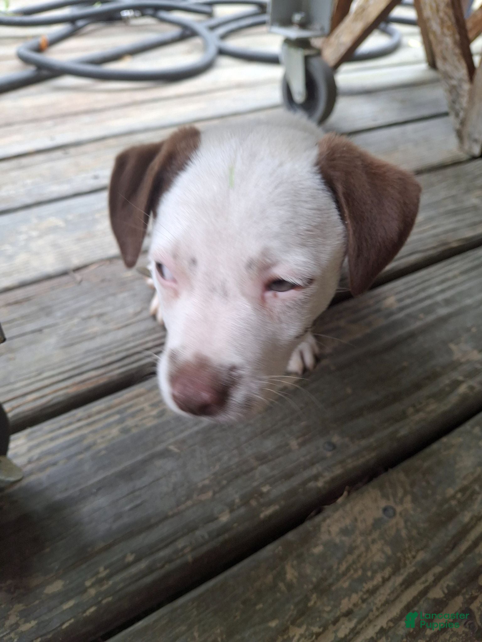 Jack Russell Terrier dogs for sale: Jack Russell Terrier 4 - Ad 3