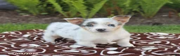 Mixed Breed dogs for sale: Sully - Ad 3