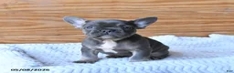French Bulldog dogs for sale: Holly - Ad 3