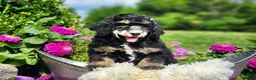 Standard Poodle dogs for sale: Ember - Ad 2