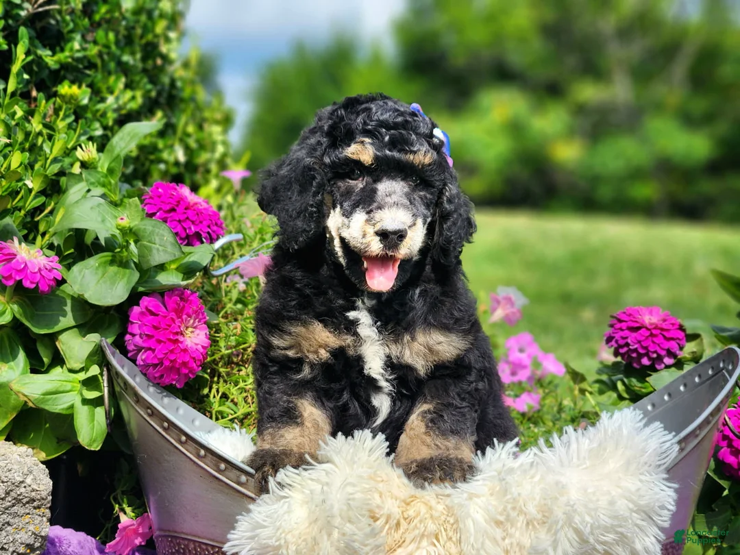 Standard Poodle dogs for sale: Ember - Ad 2