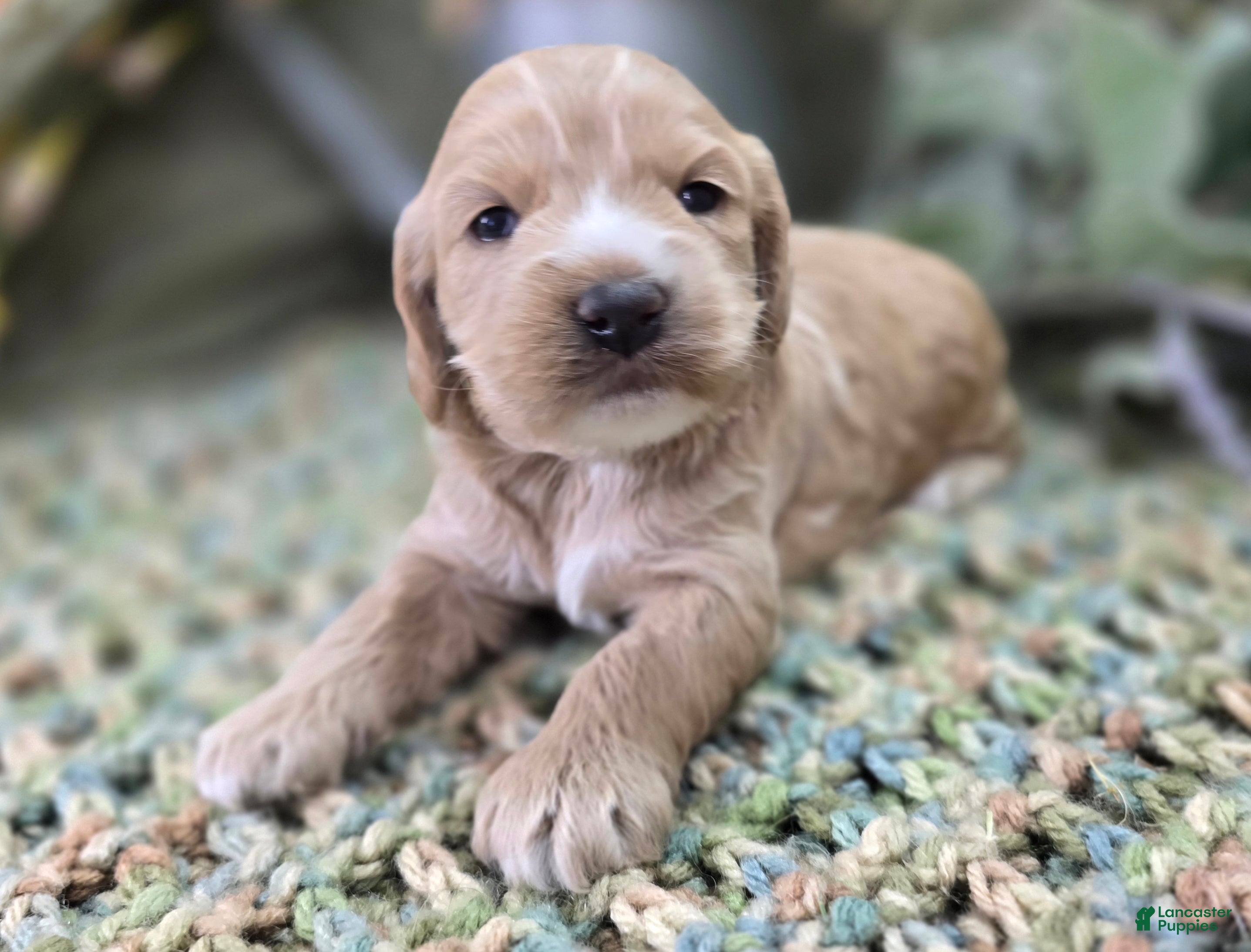 Cockapoo dogs Crysta - Ad 12