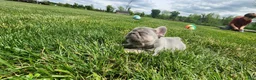 French Bulldog dogs for sale: Jayden  - Ad 7