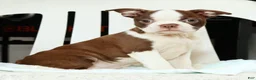 Boston Terrier dogs for sale: Misty - Ad 7
