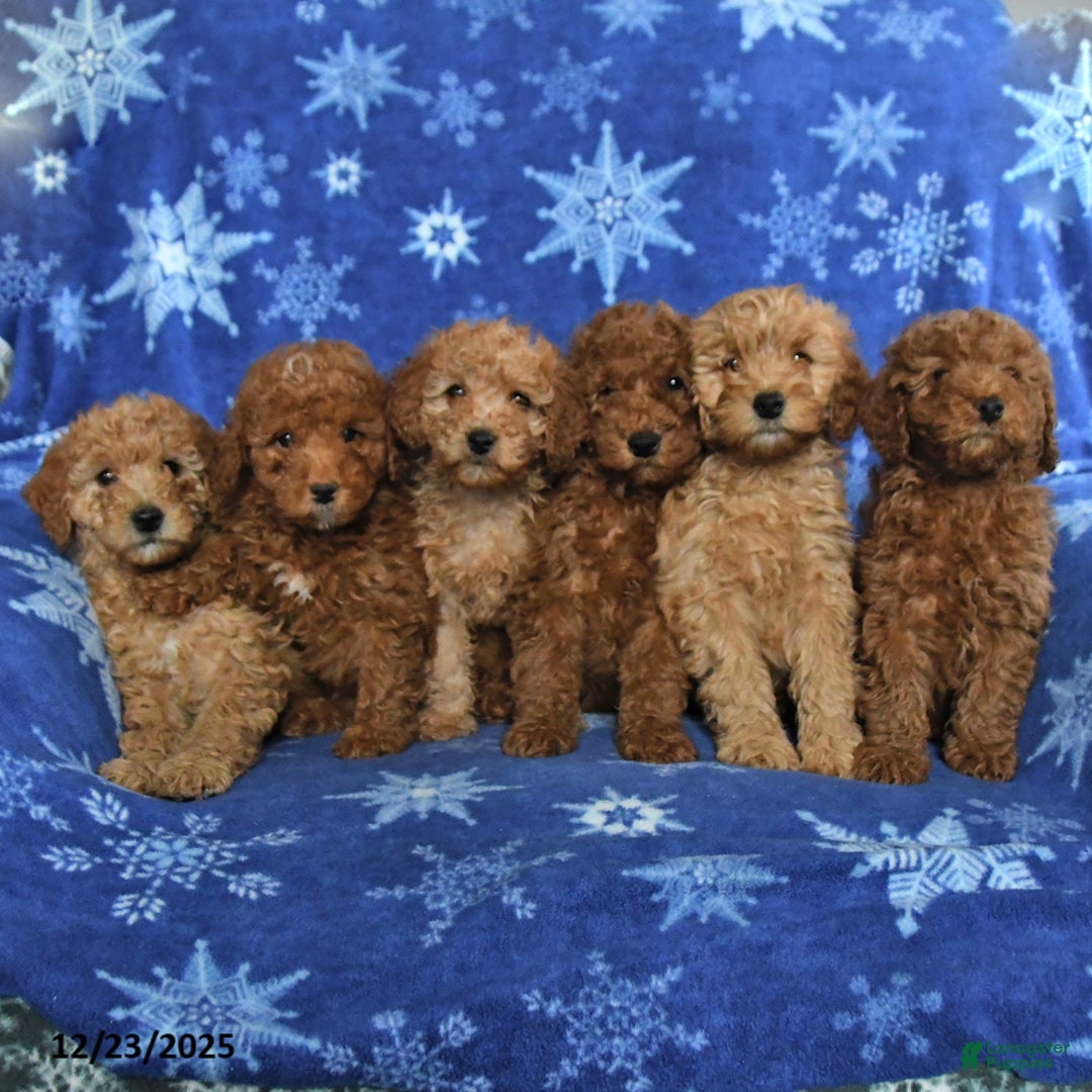 Mini Goldendoodle dogs for sale: Eddie - Ad 5