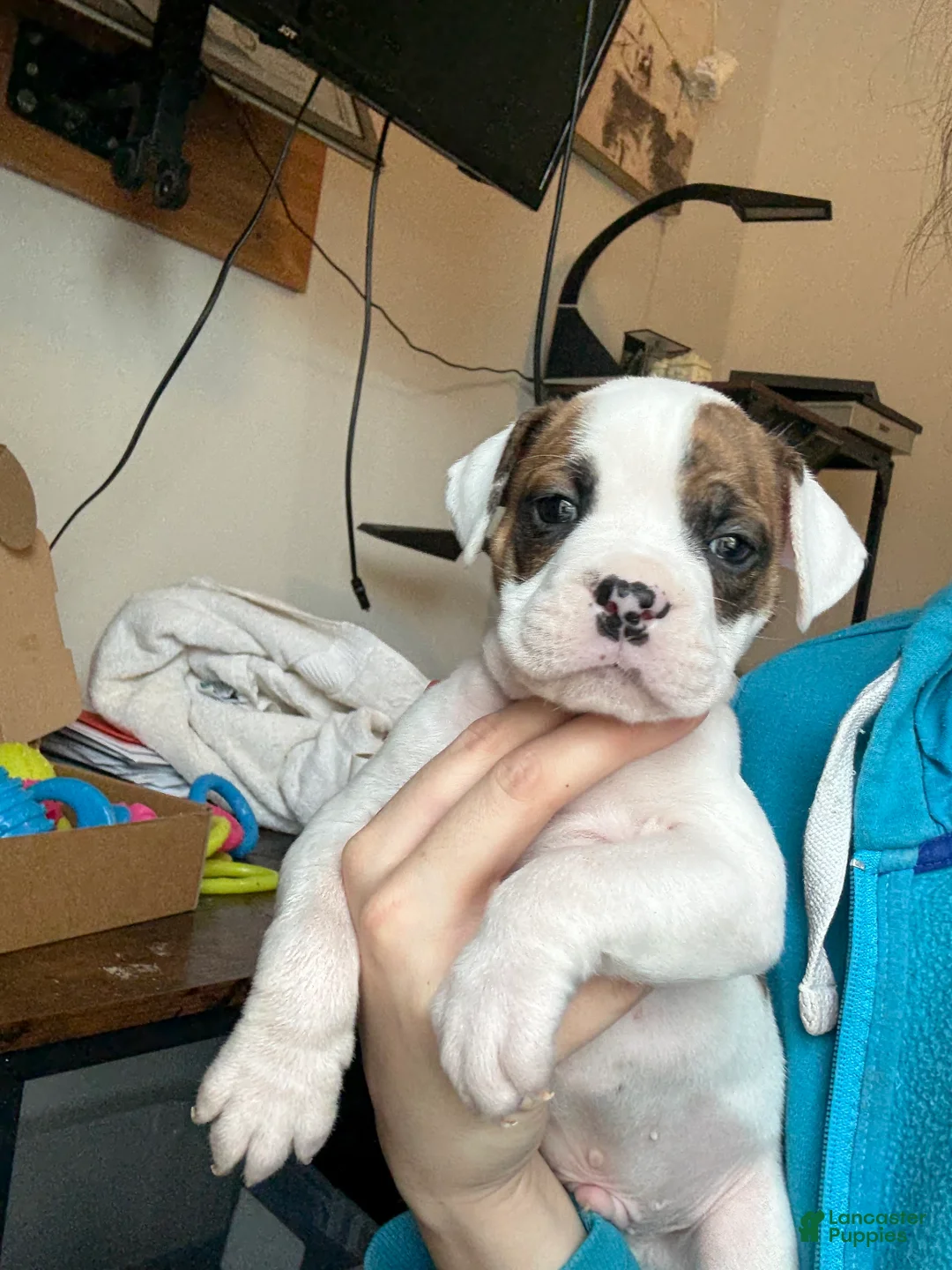 Mixed Breed dogs for sale: Mixed Breed Puppy 2 - Ad 1