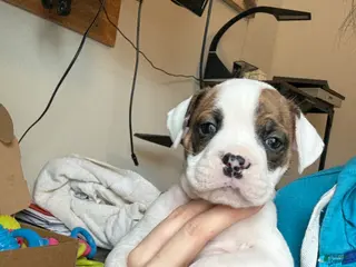 Mixed Breed dogs Mixed Breed Puppy 2 - Ad 13