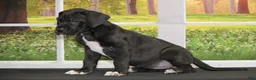 Great Dane dogs for sale: Lanie - Ad 4