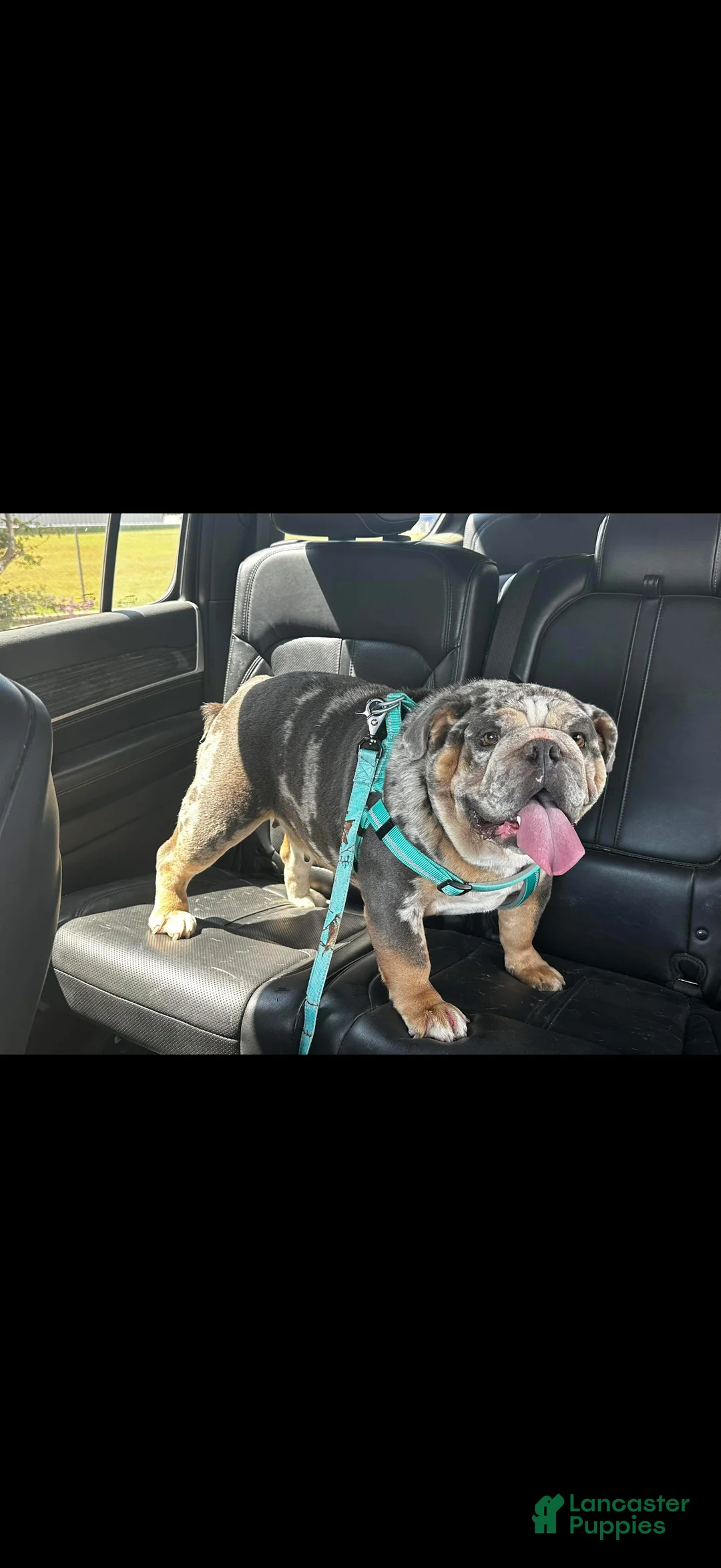 English Bulldog dogs for sale: English Bulldog Puppy 1 - Ad 2