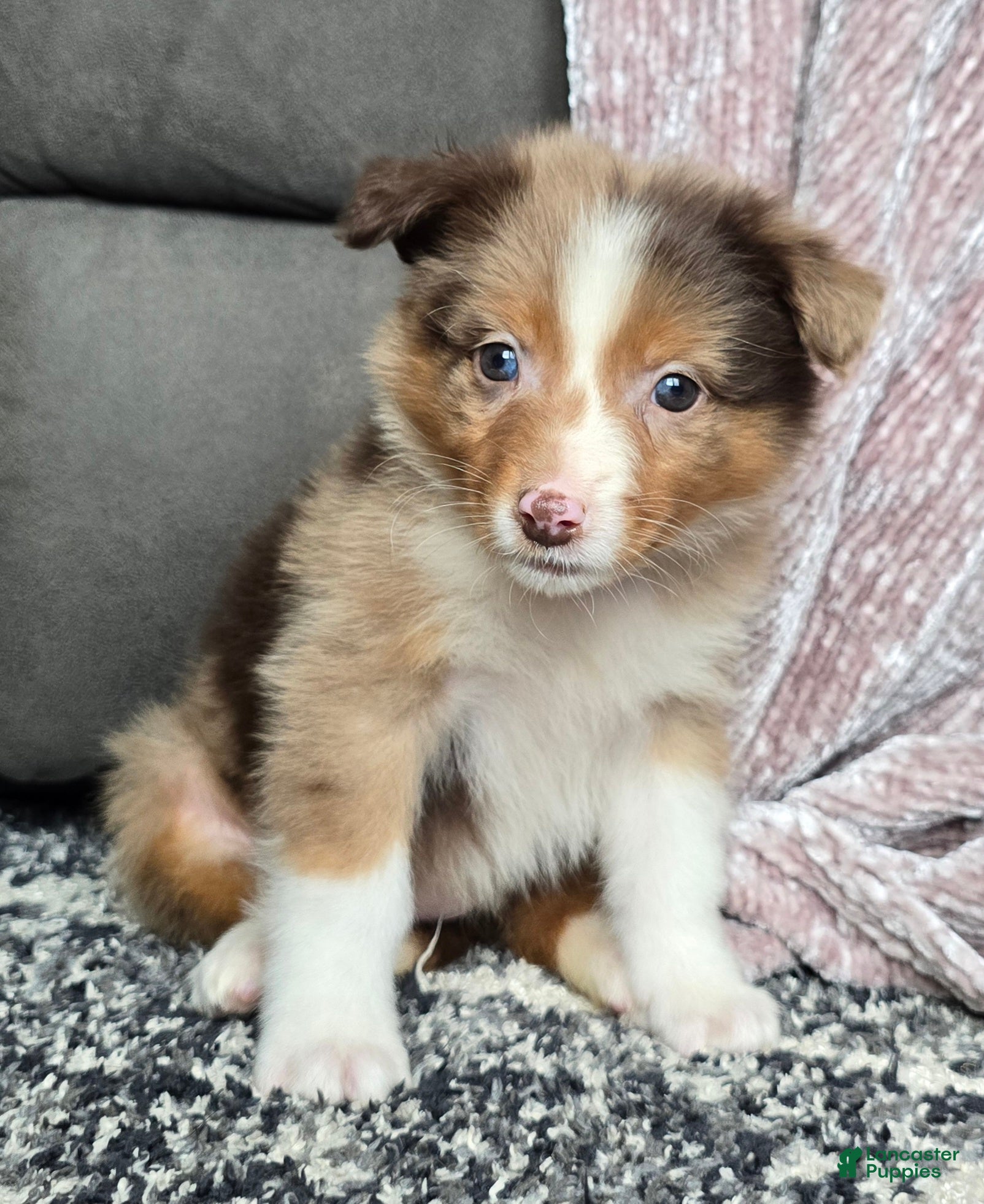 Australian Shepherd dogs Hazel - Ad 2
