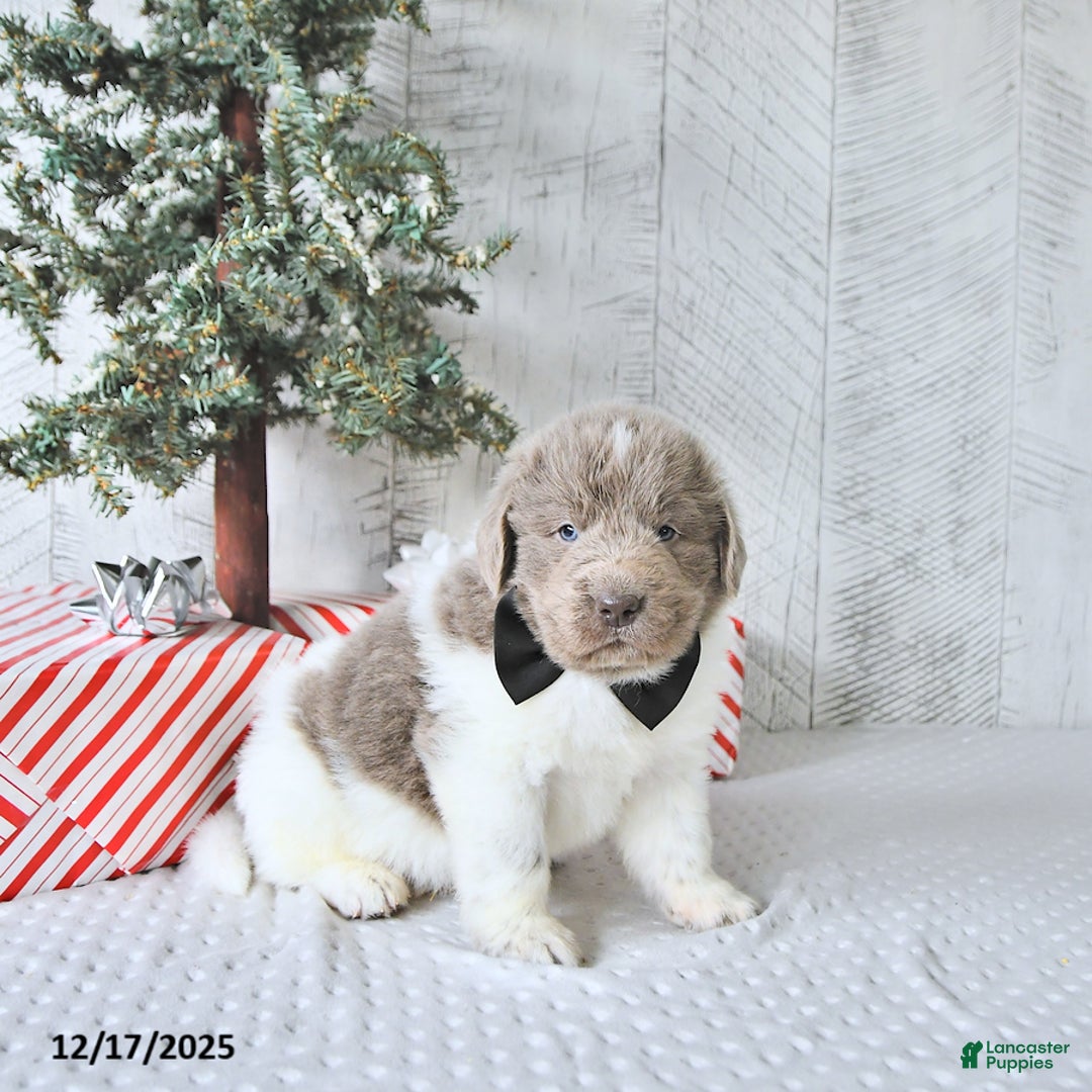 Newfoundland dogs for sale: Oliver - Ad 4