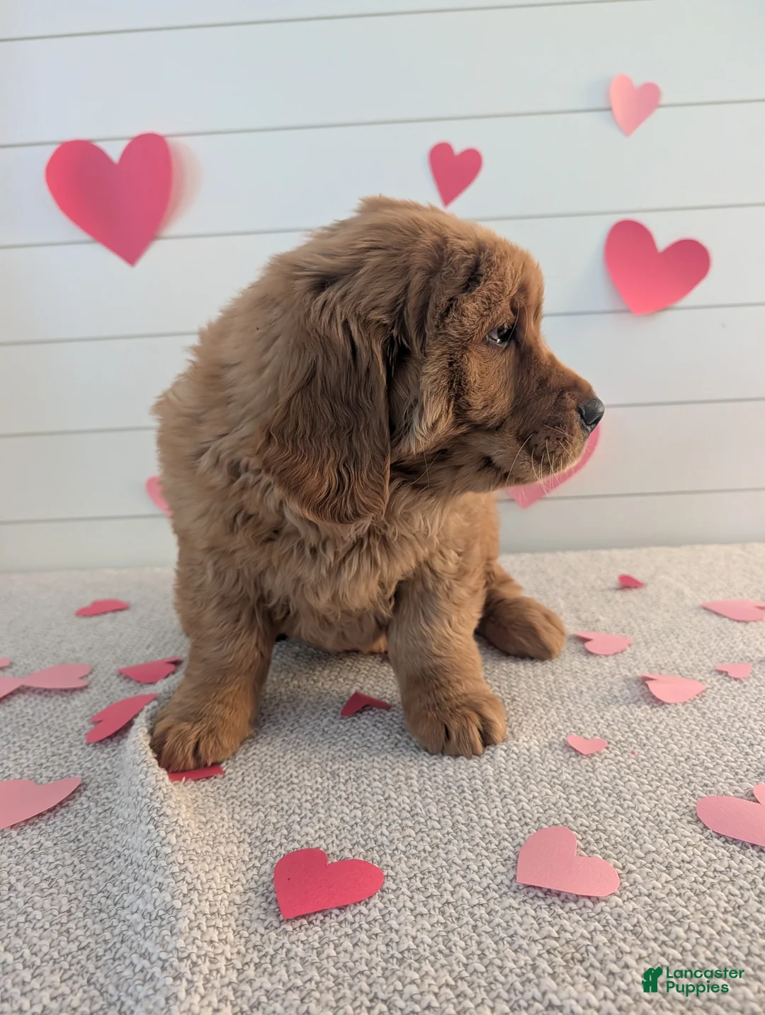 Golden Retriever dogs for sale: Duke  - Ad 5