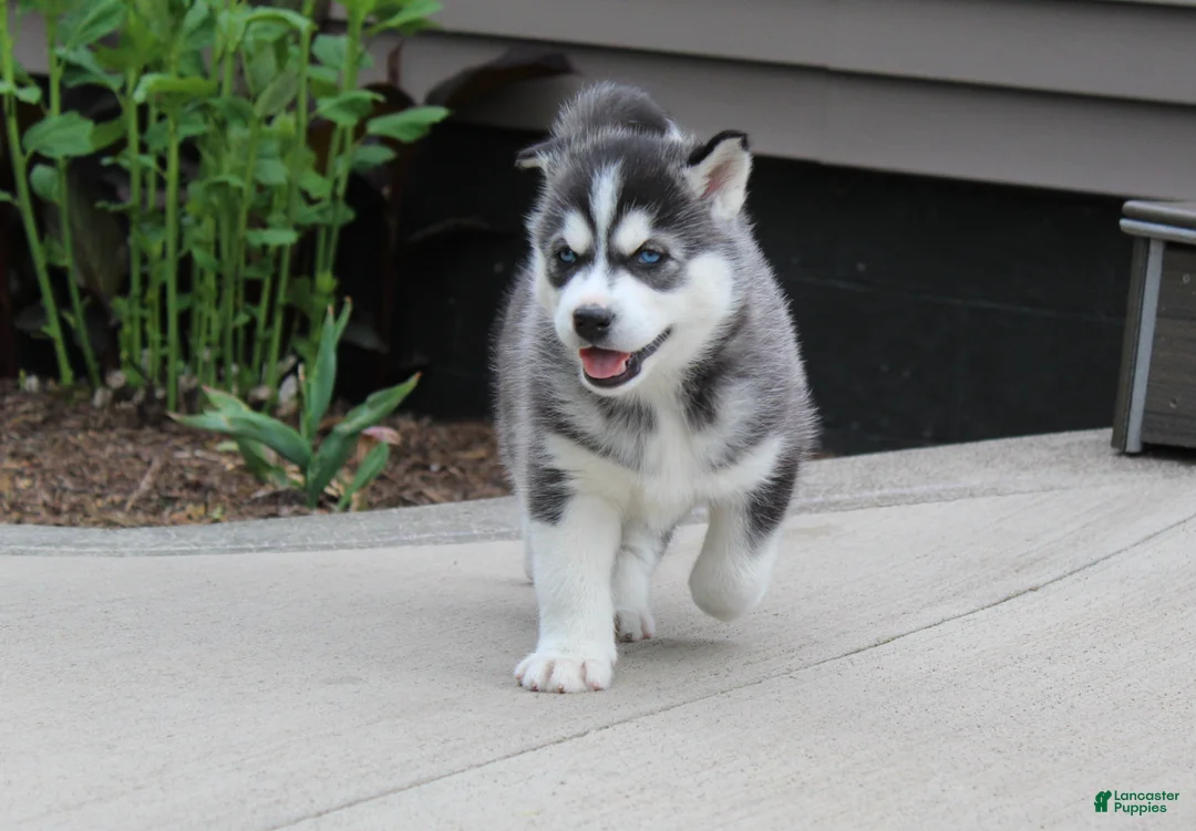 Siberian Husky dogs for sale: Diesel - Ad 2