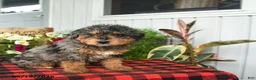 Mini Bernedoodle dogs for sale: Ruff - Ad 3