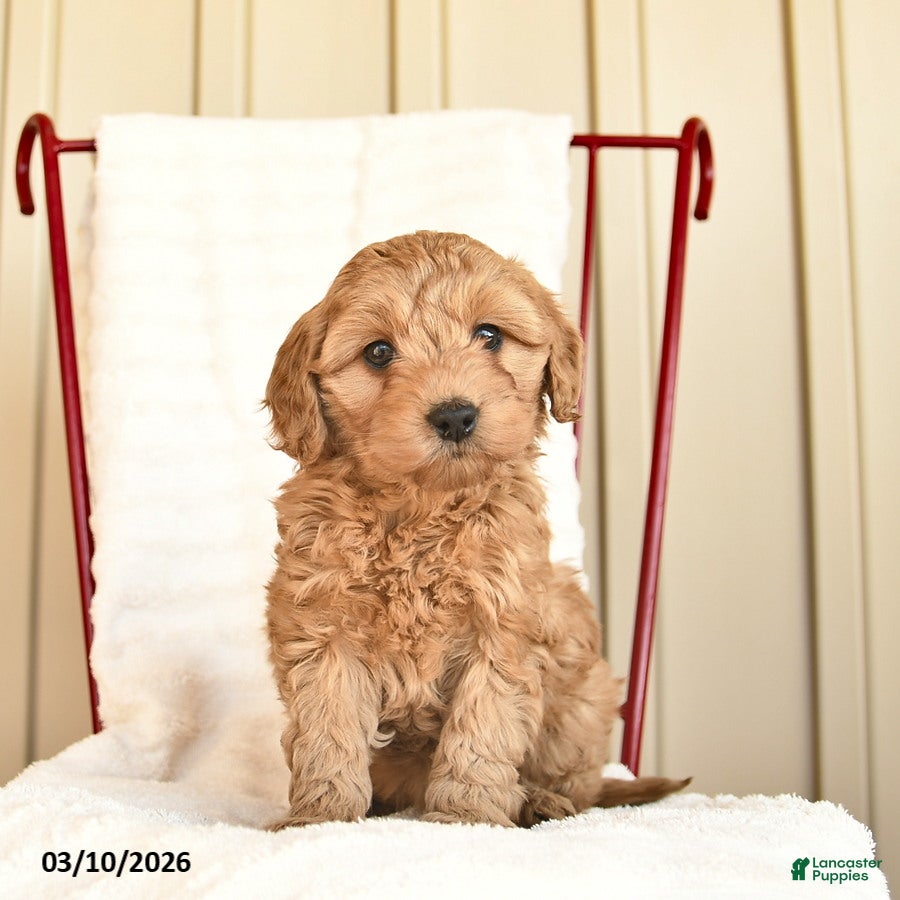 Cockapoo dogs Tulip  - Ad 2