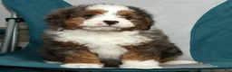 Mini Bernedoodle dogs for sale: Luke - Ad 7