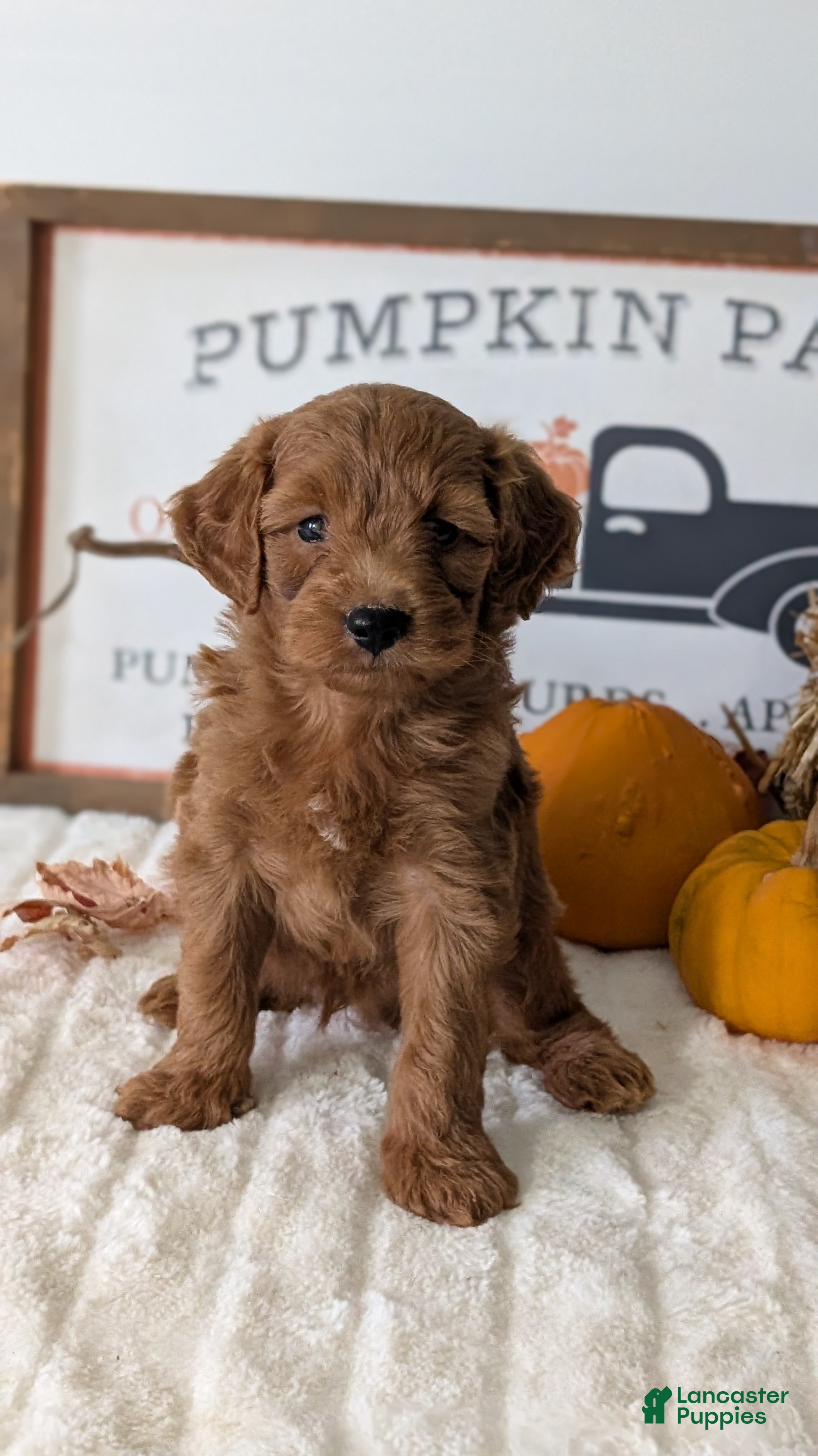 Mini Goldendoodle dogs Jackson - Ad 2