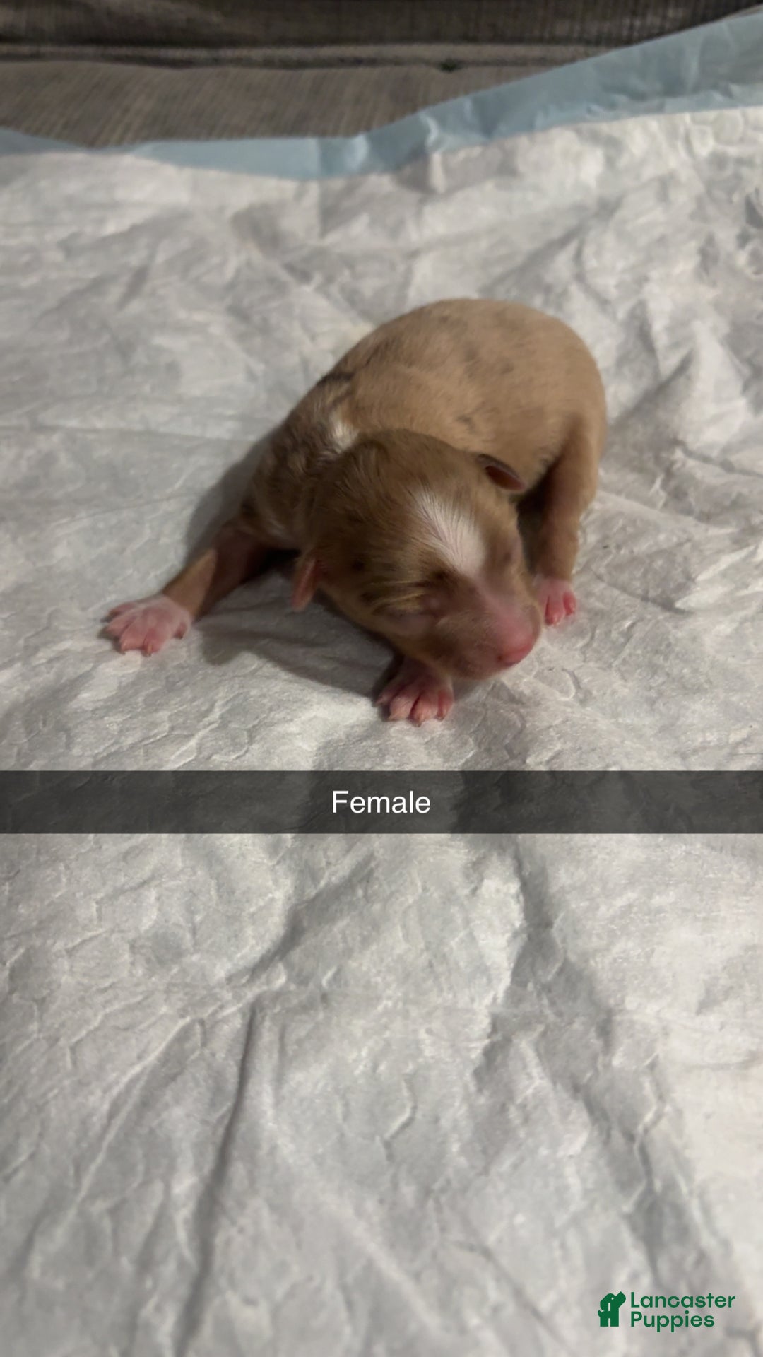 Miniature Australian Shepherd dogs for sale: Miniature Australian Shepherd Puppy 3 - Ad 1