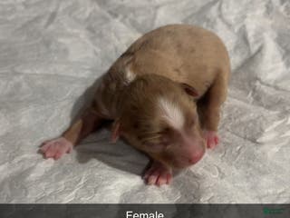 Miniature Australian Shepherd dogs Miniature Australian Shepherd Puppy 3 - Ad 24