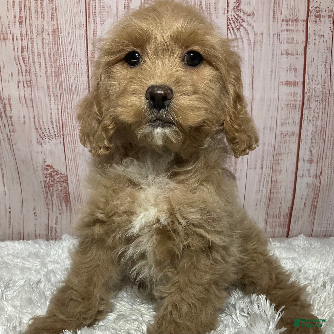 Gallery Image {{count}}