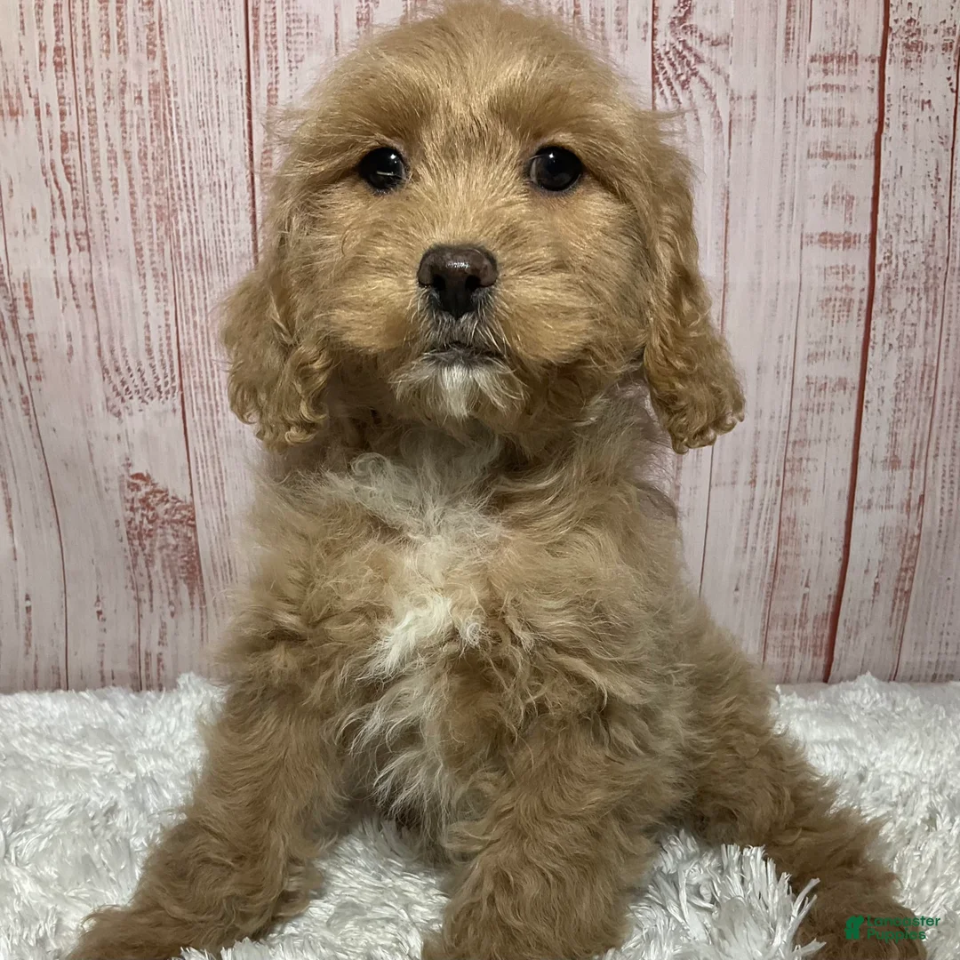 Gallery Image {{count}}