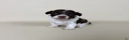 Maltipoo dogs for sale: Bennett - Ad 3