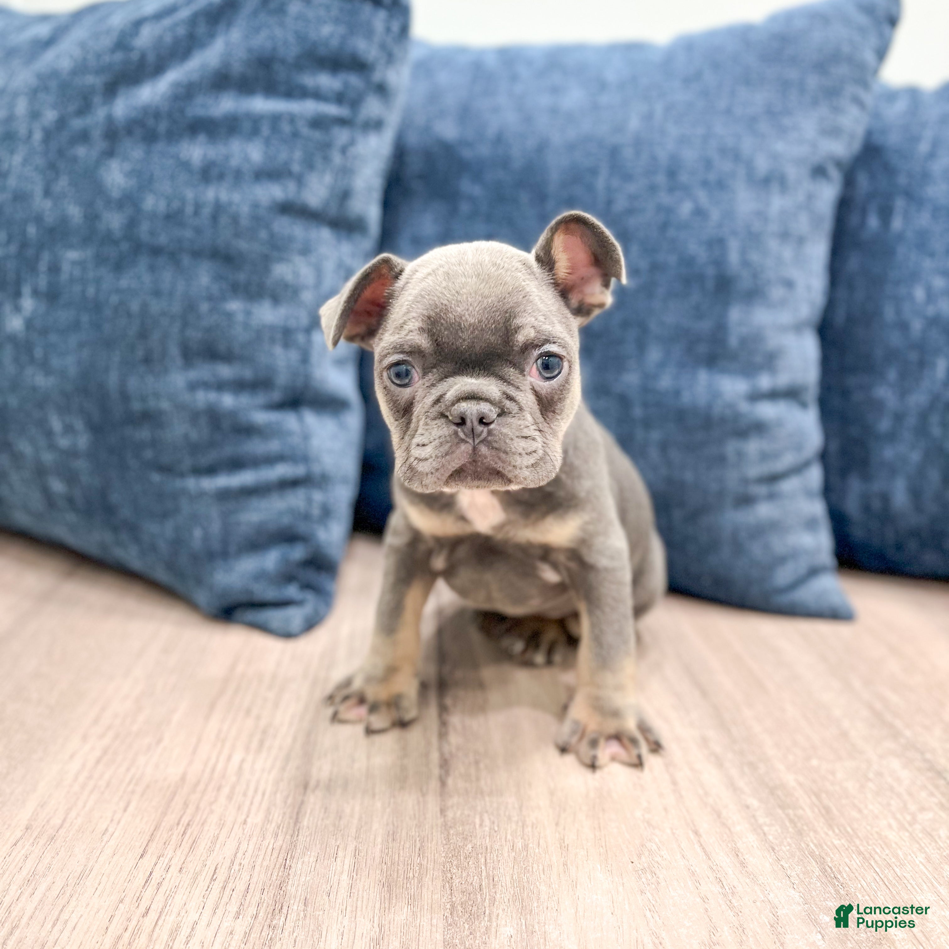 Mixed Breed dogs Paris - Ad 2