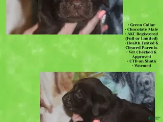 Labrador Retriever dogs Green Collar - Ad 3