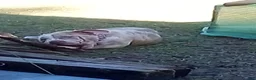 American Bully dogs for sale: American Bully Puppy 1 - Ad 3