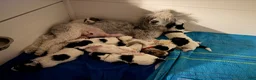 Miniature Poodle dogs for sale: Miniature Poodle Blue - Ad 32