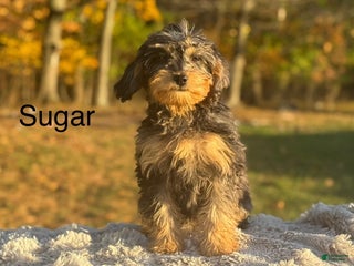 Cavapoo dogs - Ad 17