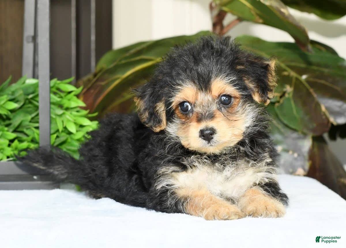 Teacup Yorkie Chon Yorkie Bichon Black Full Grown Yorkie Bichon