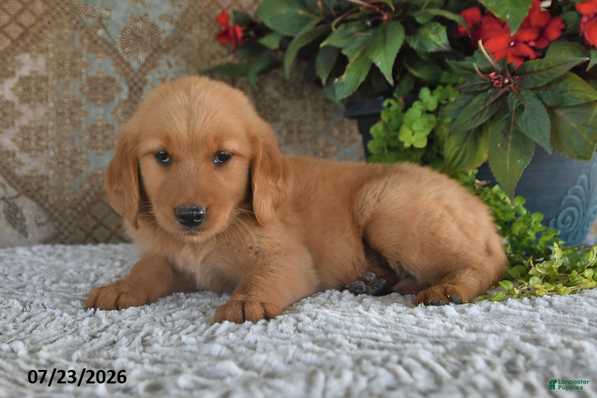 Golden Retriever dogs Kelly - Ad 2
