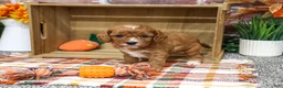 Cavapoo dogs for sale: Arrow - Ad 3