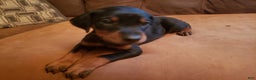 Doberman Pinscher dogs for sale: Anja - Ad 1