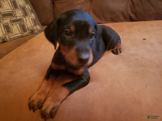 Doberman Pinscher dogs for sale: Anja - Ad 4