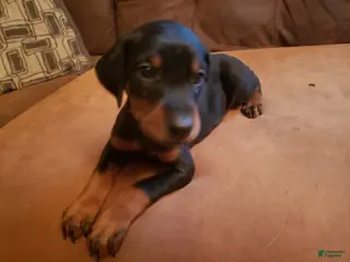 Doberman Pinscher dogs Anja - Ad 28