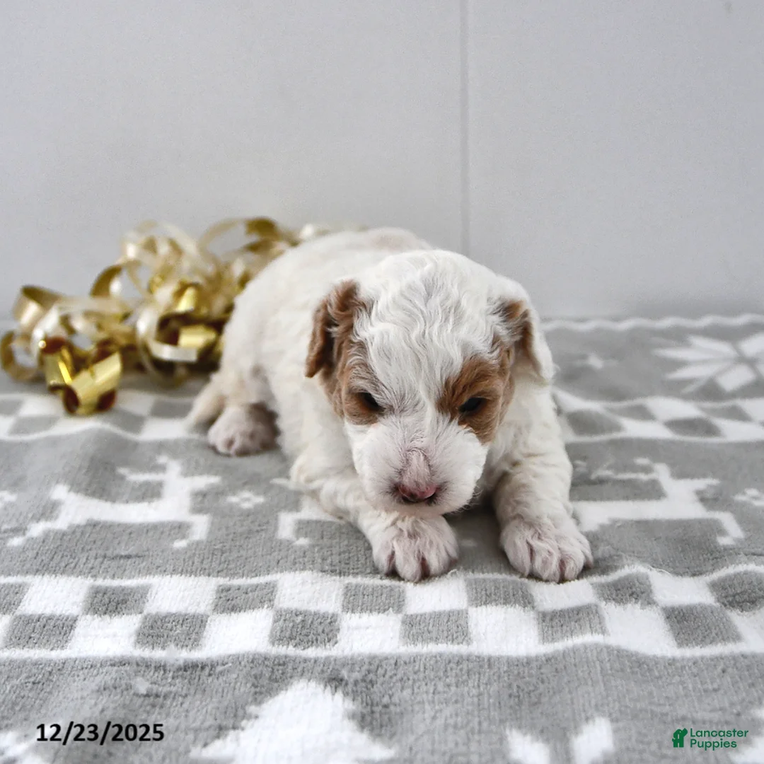 Mini Goldendoodle dogs for sale: Piper - Ad 14